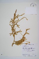 石松藏品圖，第1張