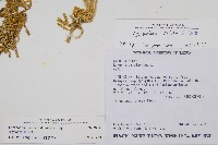 玉山石松藏品圖，第2張