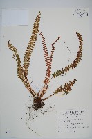 芽胞耳蕨、芽孢耳蕨藏品圖，第1張