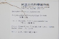 芽胞耳蕨、芽孢耳蕨藏品圖，第2張