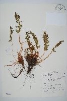腺鱗毛蕨藏品圖，第1張