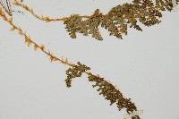 腺鱗毛蕨藏品圖，第2張