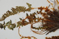 腺鱗毛蕨藏品圖，第3張