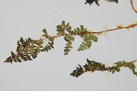 腺鱗毛蕨藏品圖，第4張