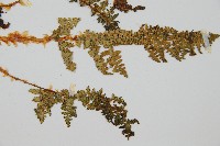 腺鱗毛蕨藏品圖，第3張