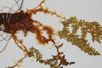 腺鱗毛蕨藏品圖，第4張
