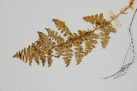 腺鱗毛蕨藏品圖，第5張