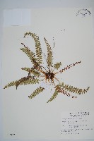 芽胞耳蕨、芽孢耳蕨藏品圖，第1張