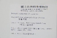 芽胞耳蕨、芽孢耳蕨藏品圖，第2張