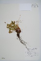 密毛鱗毛蕨藏品圖，第1張