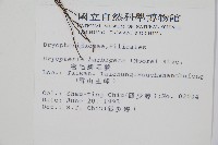密毛鱗毛蕨藏品圖，第2張