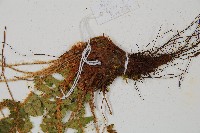 密毛鱗毛蕨藏品圖，第3張