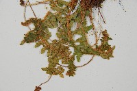 密毛鱗毛蕨藏品圖，第4張