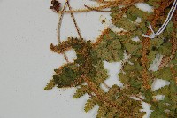 密毛鱗毛蕨藏品圖，第5張