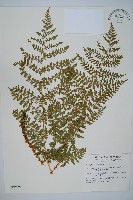 廣布鱗毛蕨藏品圖，第1張