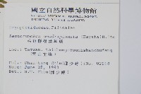 廣布鱗毛蕨藏品圖，第2張