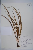 書帶蕨藏品圖，第1張