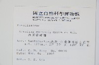 海州骨碎補藏品圖，第2張