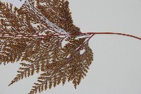 海州骨碎補藏品圖，第3張