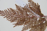 海州骨碎補藏品圖，第4張