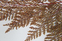 海州骨碎補藏品圖，第5張