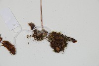 海州骨碎補藏品圖，第3張