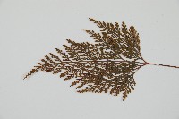 海州骨碎補藏品圖，第4張