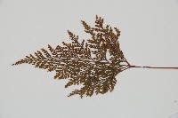 海州骨碎補藏品圖，第5張