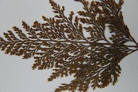 海州骨碎補藏品圖，第6張