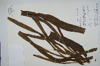 帶狀瓶爾小草藏品圖，第1張