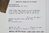 帶狀瓶爾小草藏品圖，第2張