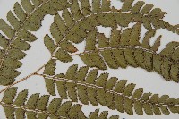 斜方複葉耳蕨藏品圖，第3張