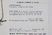 新月蕨藏品圖，第2張