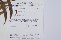 黑桫蕨藏品圖，第2張