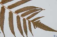 黑桫蕨藏品圖，第3張