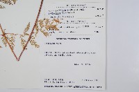 台灣小膜蓋蕨藏品圖，第2張