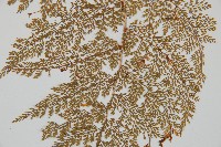 台灣小膜蓋蕨藏品圖，第4張