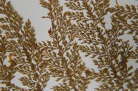 台灣小膜蓋蕨藏品圖，第5張