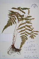 登錄號:P002946藏品圖，第1張