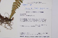 登錄號:P002946藏品圖，第2張