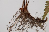 登錄號:P002946藏品圖，第3張