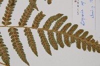 登錄號:P002946藏品圖，第4張