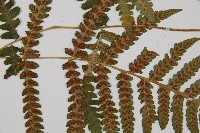 登錄號:P002946藏品圖，第5張