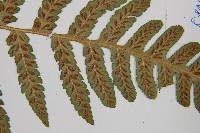 登錄號:P002946藏品圖，第6張