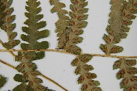 登錄號:P002946藏品圖，第7張