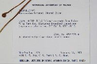 大星蕨藏品圖，第2張