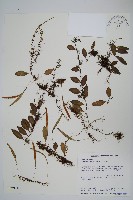 抱樹蕨、伏石蕨藏品圖，第1張