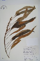 波氏星蕨藏品圖，第1張