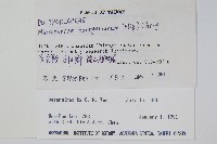 波氏星蕨藏品圖，第2張