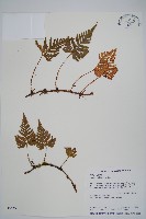 鱗葉陰石蕨藏品圖，第1張